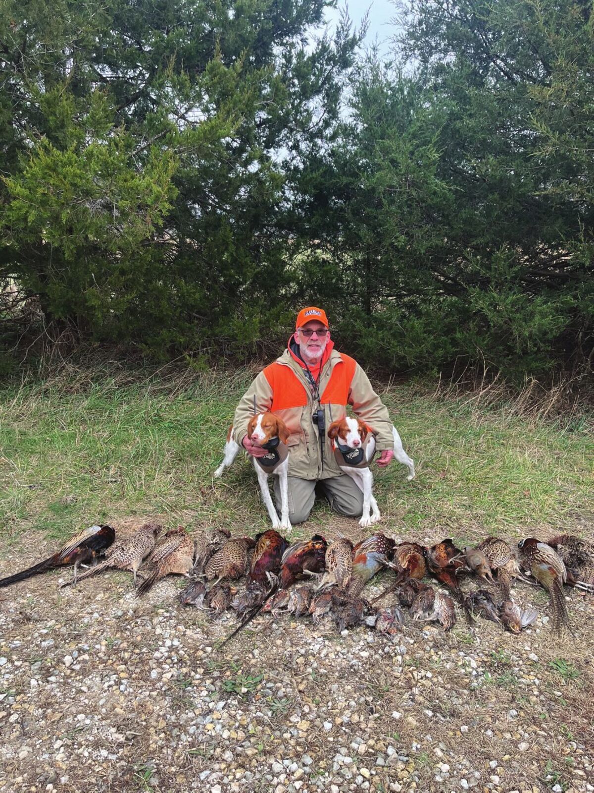 A hunter kneeling with two Brittanys and a limit of pheasants
