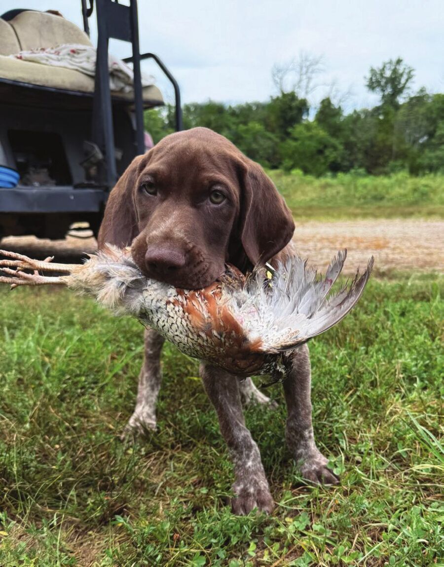 A pointer puppy carrying a pheasant